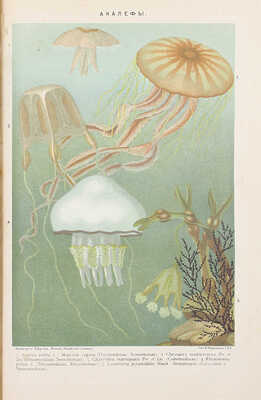 Новый энциклопедический словарь / Издается под общей редакцией почетного академика К.К. Арсеньева. [В 29 т.]. Т. 1—8, 11—29. СПб.: Тип. АО «Брокгауз-Ефрон», [1911—1916].